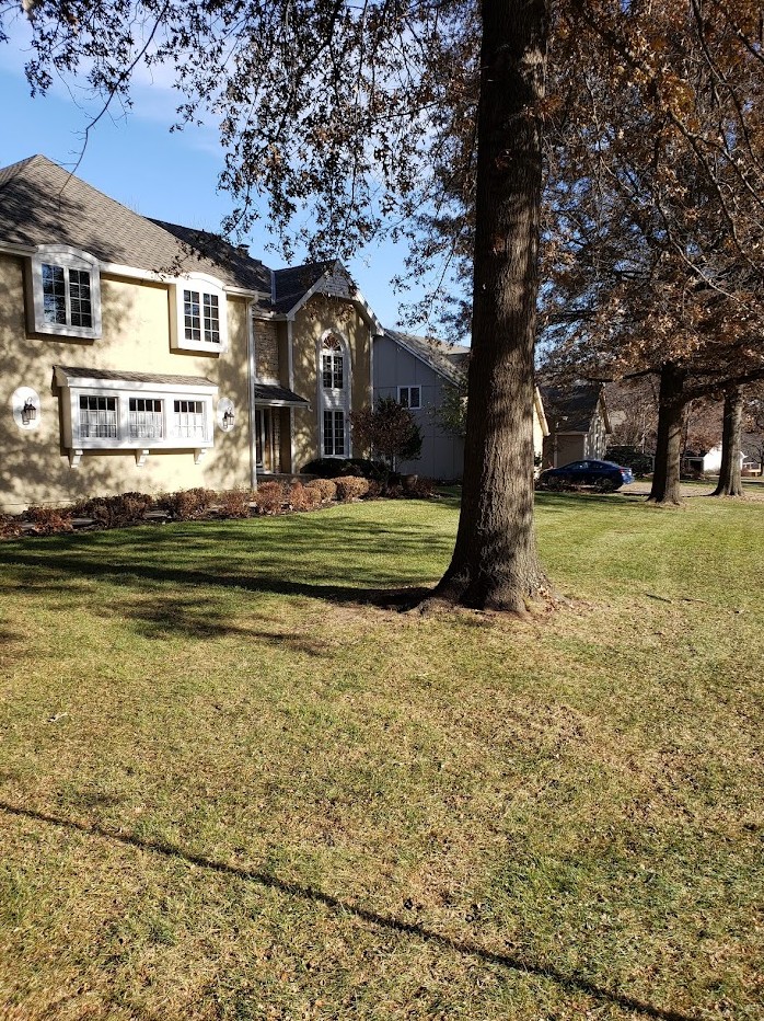 leaf-removal-before