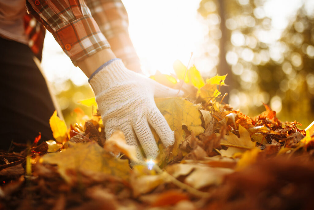 man picking leaves for fall lawn care.
