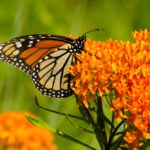 Close up on spring plants like butterfly milkweed orange flower with butterfly