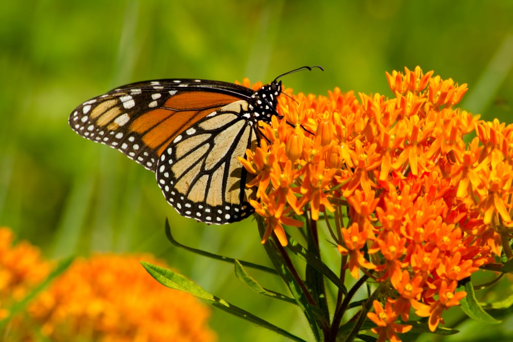Close up on spring plants like butterfly milkweed orange flower with butterfly