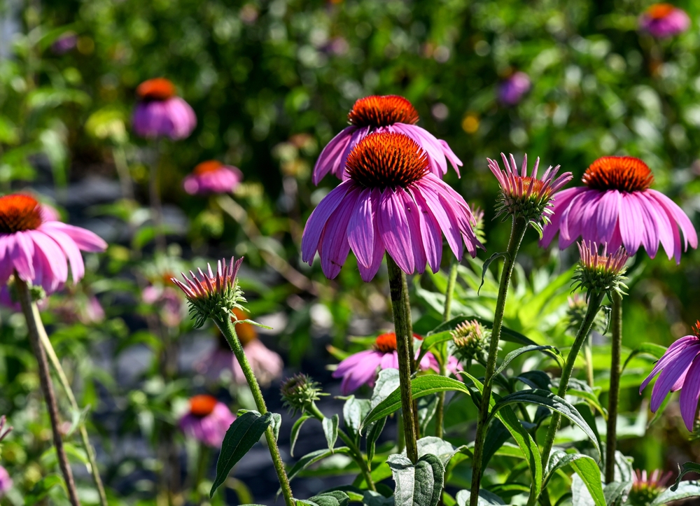 Closeup on purple echinacea flower spring plants