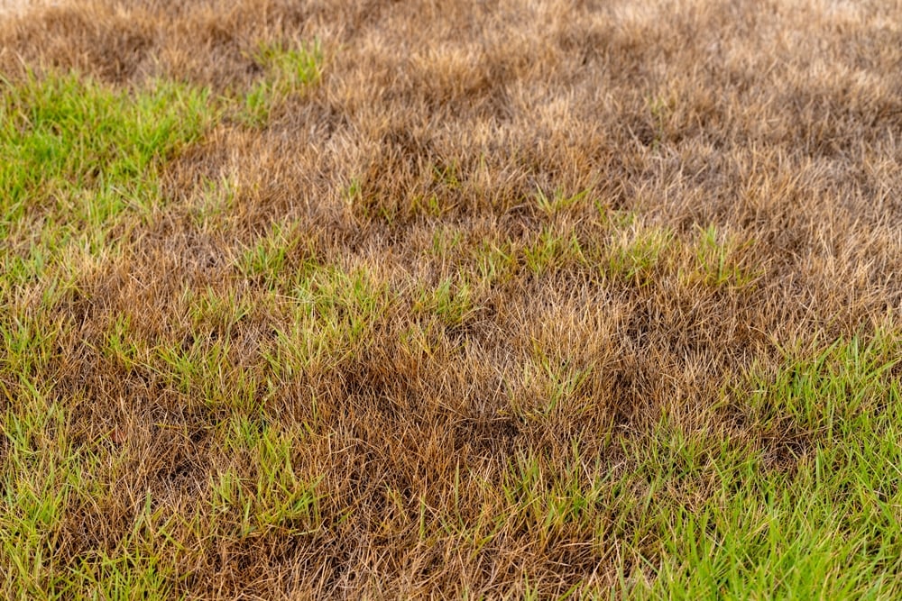 Patchy lawn, brown and green grass from extreme summer heat