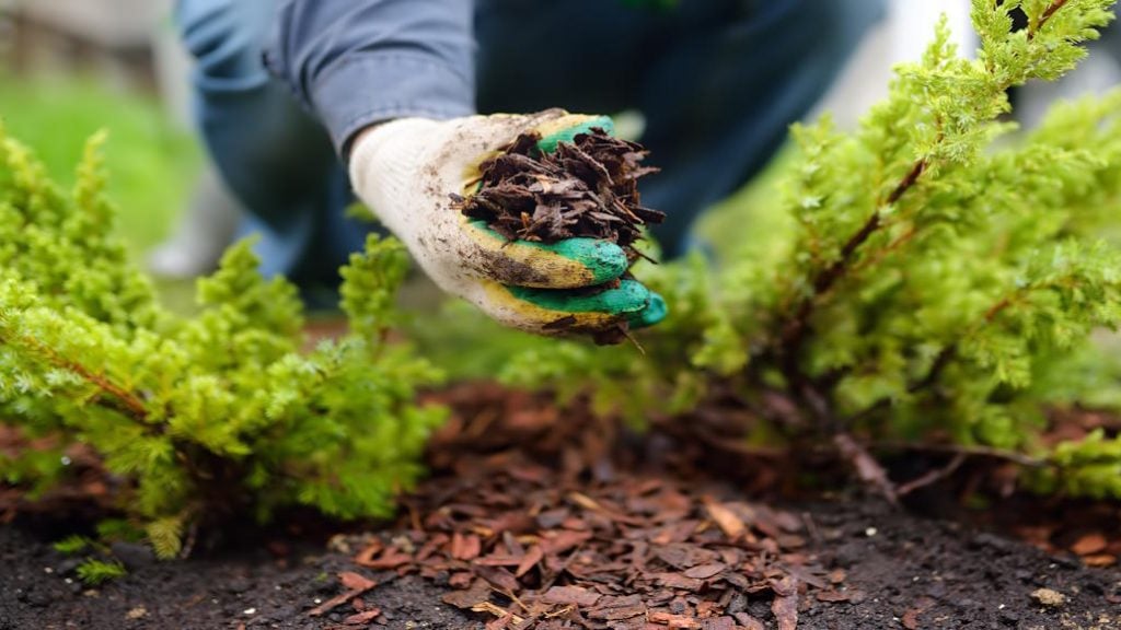 mulching mulching